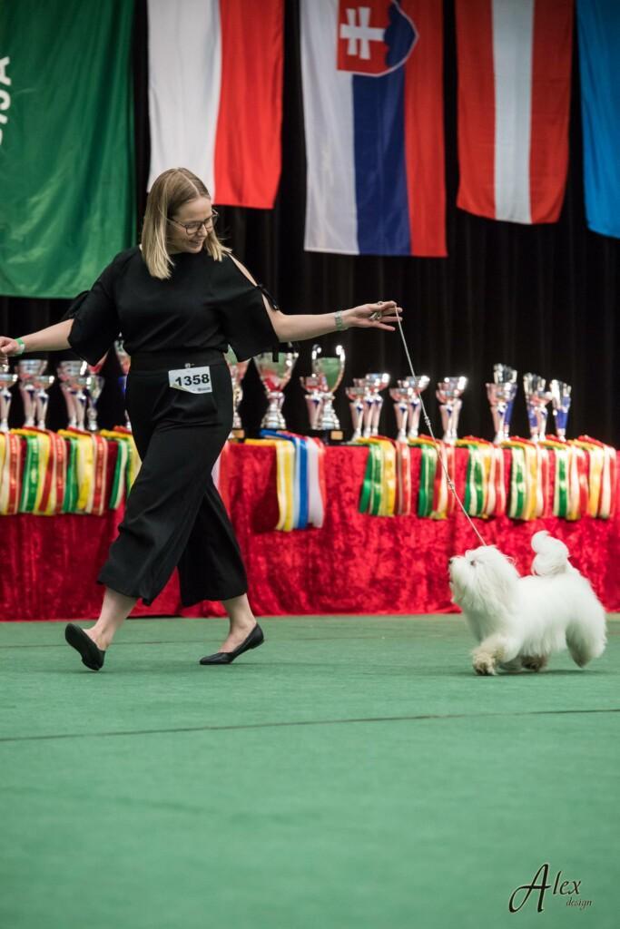 Tiina and her white, small dog in the show ring during a dog show. In the background, there are trophies and flags of different countries, creating the atmosphere of the dog show.